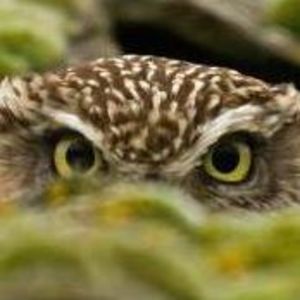 Meet your Posher, Glenn